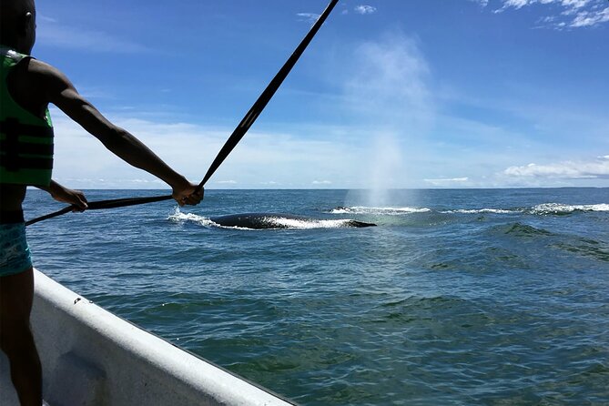 Bahía Málaga: Humpback Whale Watching in Cali - Colombia - Group size, guides, and comfort