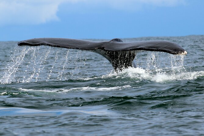 Bahía Málaga: Humpback Whale Watching in Cali - Colombia - Buenaventura gives you a short reset