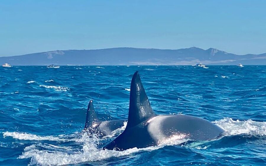 Barbate: Dolphin and Whale Watching in Cape Trafalgar - Drinks, fruit, and the small comforts