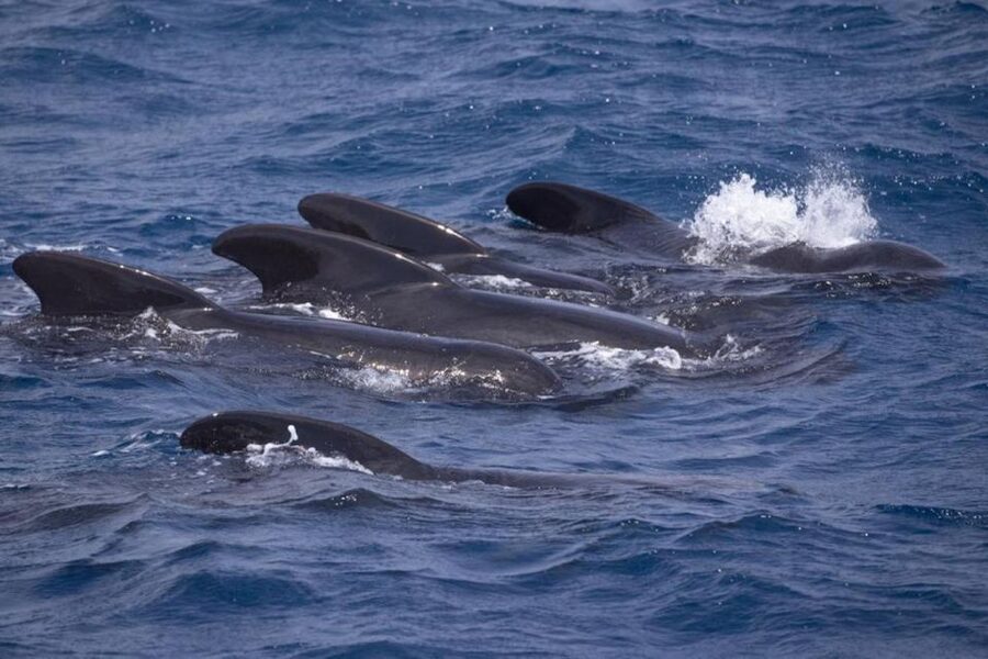 Barbate: Dolphin and Whale Watching in Cape Trafalgar - Searching for dolphins and whales in open water