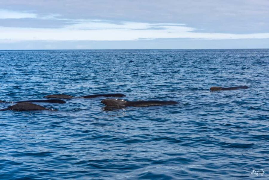 Basque Country : Whale and Dolphin Watching Boat Tours - Key points at a glance