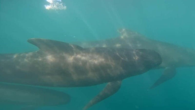 Basque Country : Whale and Dolphin Watching Boat Tours - What I would bring and how I would plan