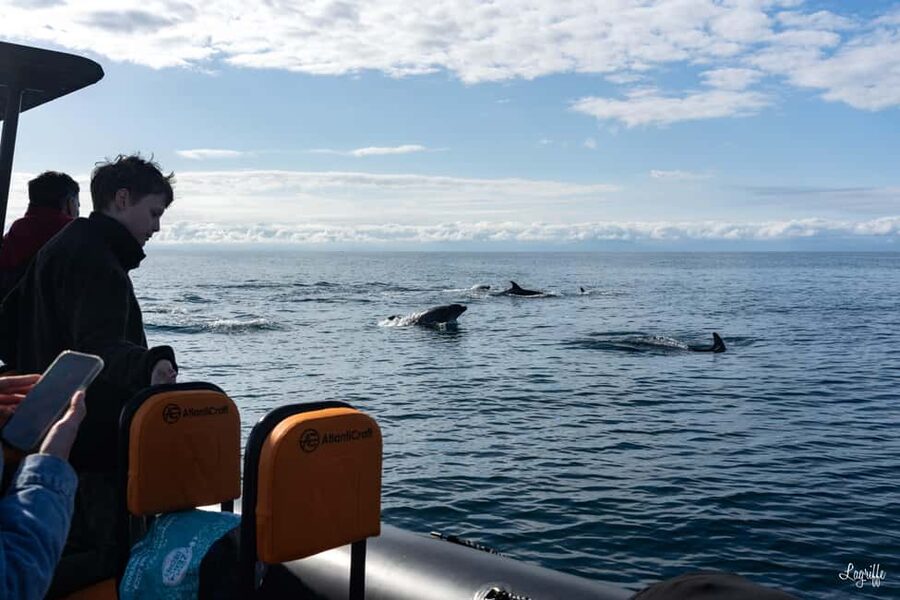 Basque Country : Whale and Dolphin Watching Boat Tours - Setting out from Saint-Jean-de-Luz at 8:00 AM