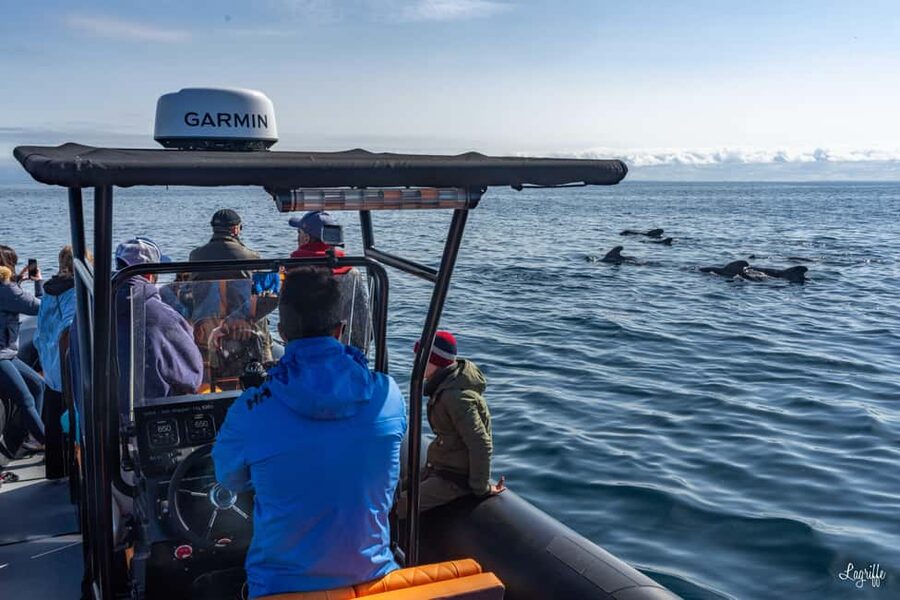 Basque Country : Whale and Dolphin Watching Boat Tours - Watching dolphin pods in the open Atlantic