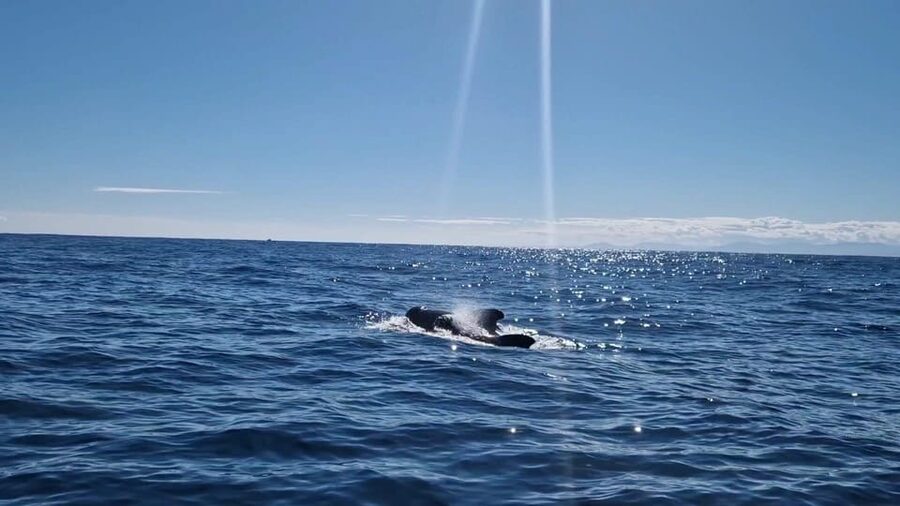 Basque Country : Whale and Dolphin Watching Boat Tours - What spring and other seasons may bring