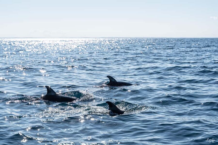 Basque Country : Whale and Dolphin Watching Boat Tours - A Zodiac ride requires the right preparation