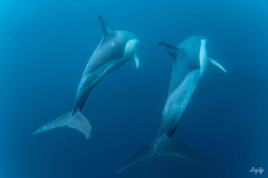 Basque Country : Whale and Dolphin Watching Boat Tours - Guides who shape the morning