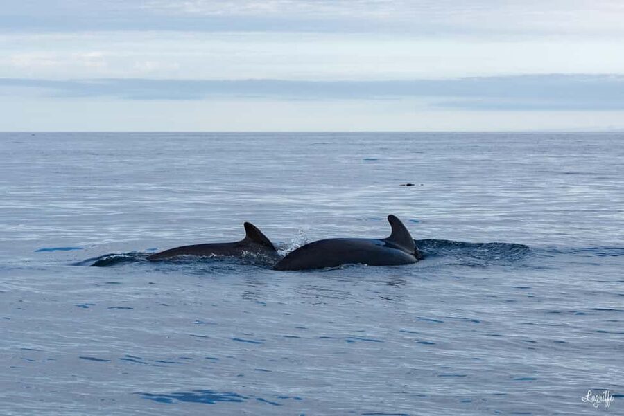 Basque Country : Whale and Dolphin Watching Boat Tours - Is $199 a fair price?