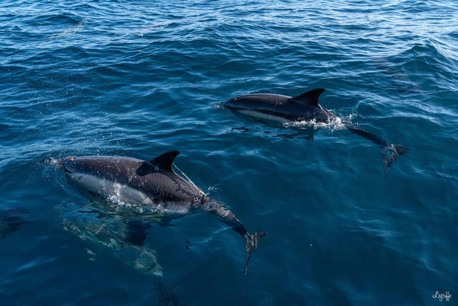 Basque Country : Whale and Dolphin Watching Boat Tours - Who will enjoy this most?