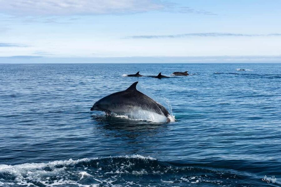 Basque Country : Whale and Dolphin Watching Boat Tours - The 45-minute run toward the Gouf de Capbreton