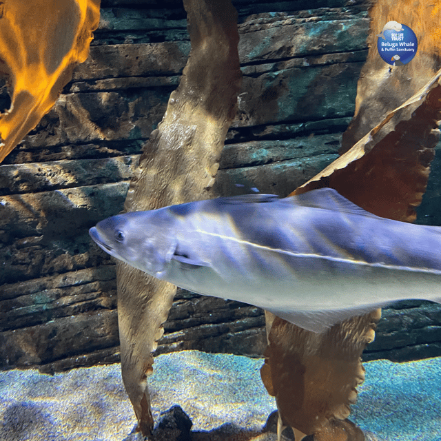 Beluga Whale Sanctuary - Admissions - Key points before you go