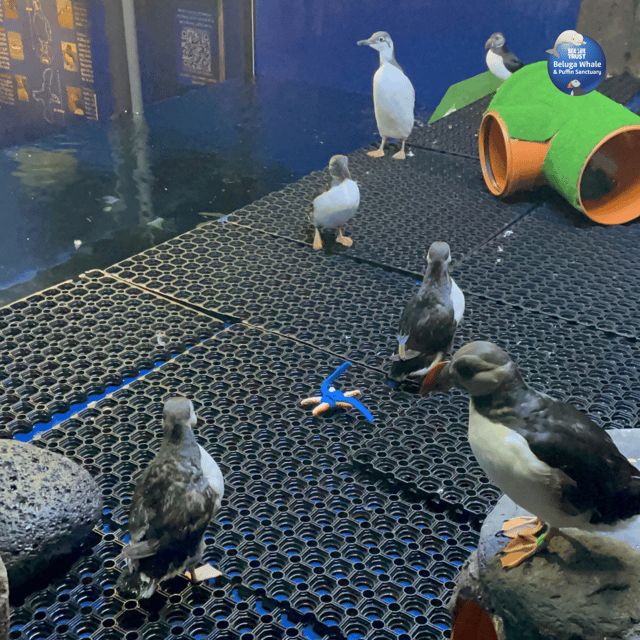 Beluga Whale Sanctuary - Admissions - Puffin rescue in Vestmannaeyjar