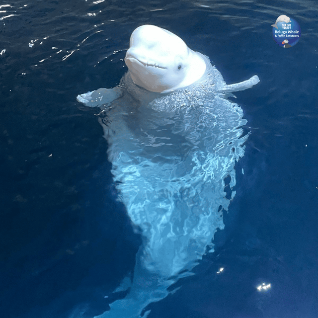 Beluga Whale Sanctuary - Admissions - The native species aquarium