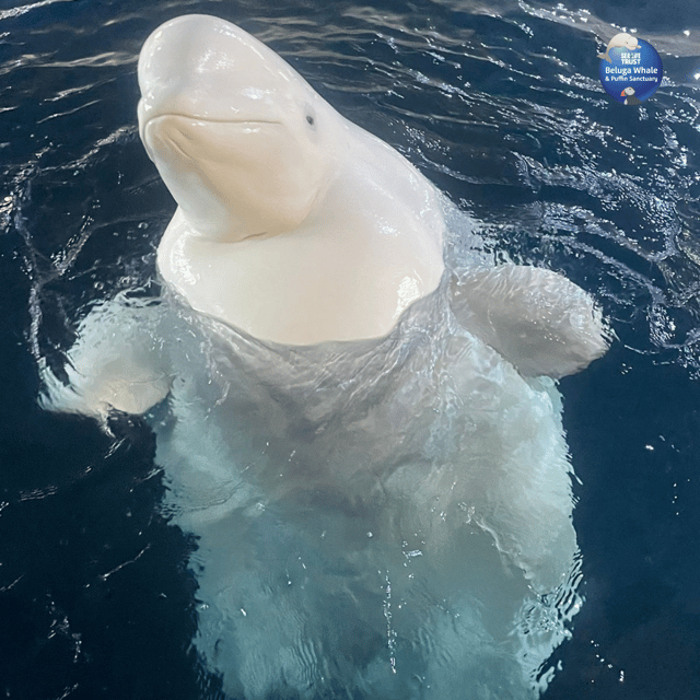 Beluga Whale Sanctuary - Admissions - Reaching the sanctuary from Seljalandsfoss