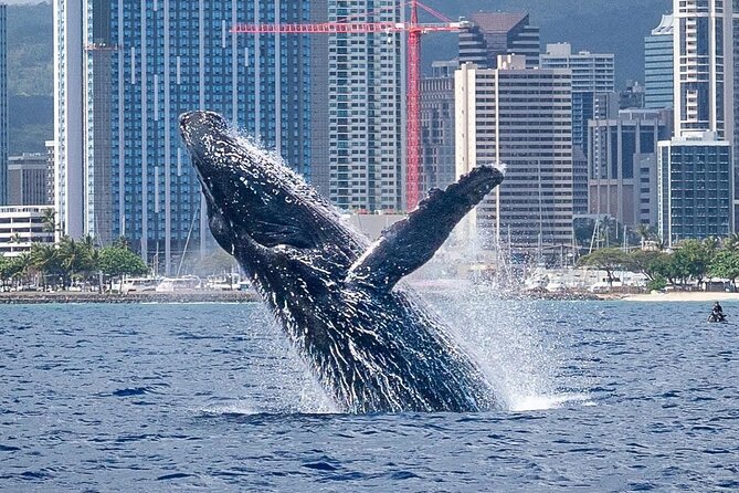 Best Waikiki Whale Watching in Honolulu: Whales Guaranteed - A Spacious Trimaran With Clear Sightlines
