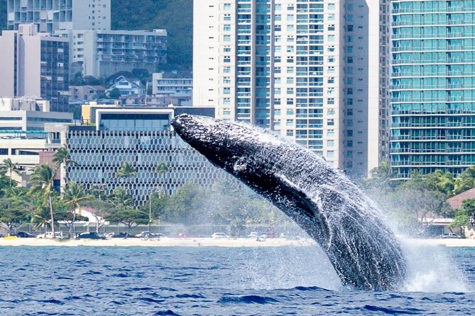 Best Waikiki Whale Watching in Honolulu: Whales Guaranteed - Dolphins, Turtles, and Other Surprises