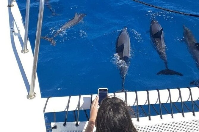Best Waikiki Whale Watching in Honolulu: Whales Guaranteed - What the Whale Guarantee Really Means