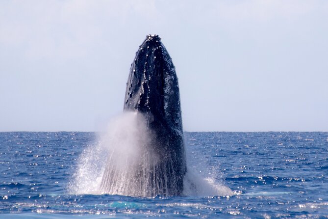 Best Waikiki Whale Watching in Honolulu: Whales Guaranteed - Is $79 a Fair Price?