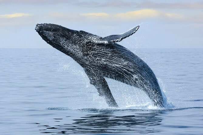Best Waikiki Whale Watching in Honolulu: Whales Guaranteed - Practical Tips for a Better Cruise