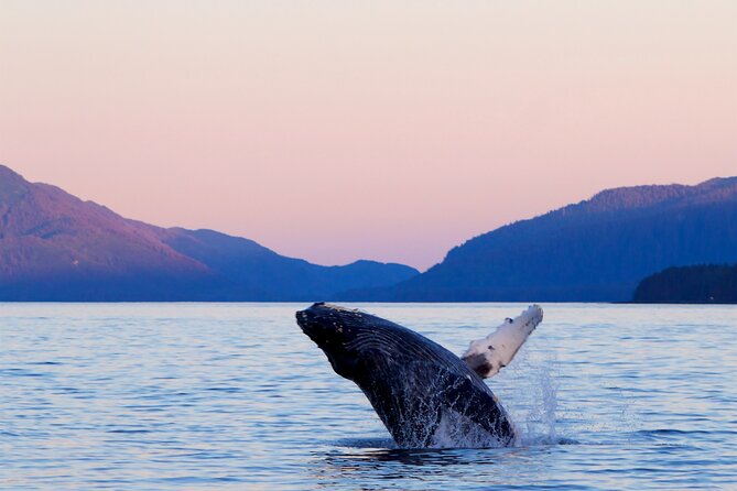 Best Whale Watching and Wildlife Shore Excursion in Sitka - Key things to know before booking
