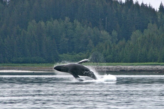 Best Whale Watching and Wildlife Shore Excursion in Sitka - A six-person boat changes the whole outing