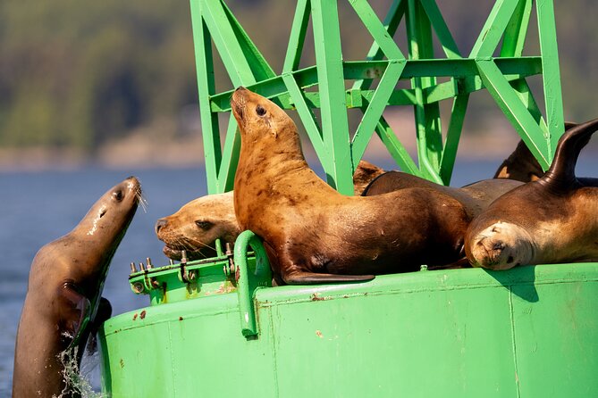 Best Whale Watching and Wildlife Shore Excursion in Sitka - Sitka Sound is the real star