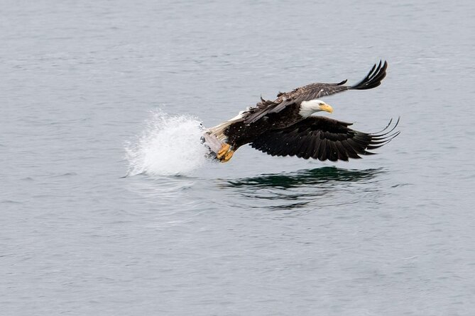 Best Whale Watching and Wildlife Shore Excursion in Sitka - A local captain adds more than directions