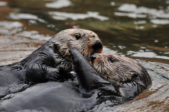 Best Whale Watching and Wildlife Shore Excursion in Sitka - Comfort on board, from heated cabin to outdoor seats