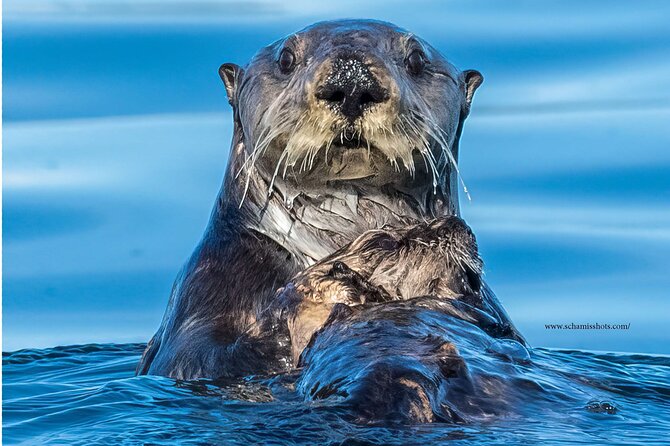 Best Whale Watching and Wildlife Shore Excursion in Sitka - Is $205 a fair price?