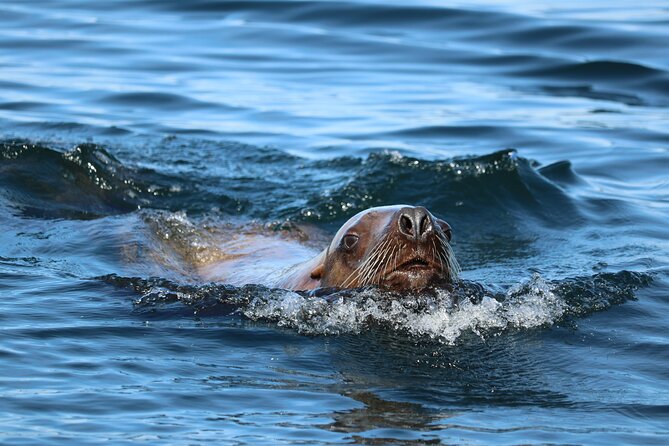 Best Whale Watching and Wildlife Shore Excursion in Sitka - Who will enjoy this Sitka excursion most?