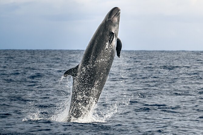 Big Island: Pelagic Whale Watch Tour - What makes this Kona boat trip worth considering