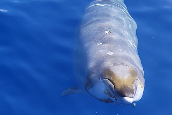 Big Island: Pelagic Whale Watch Tour - Leaving Honokohau Harbor at 8:30 a.m.