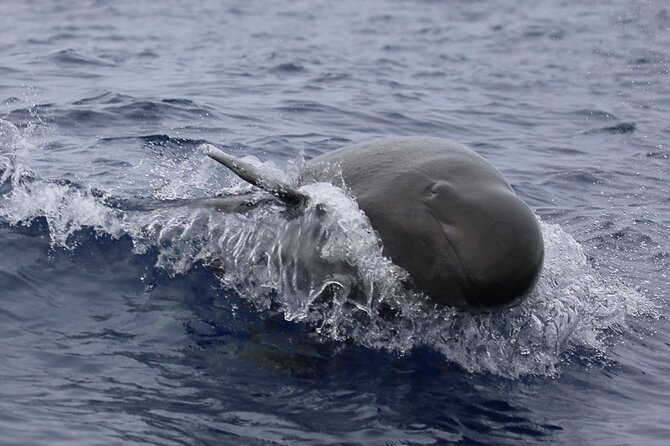 Big Island: Pelagic Whale Watch Tour - Humpback season and what you might see