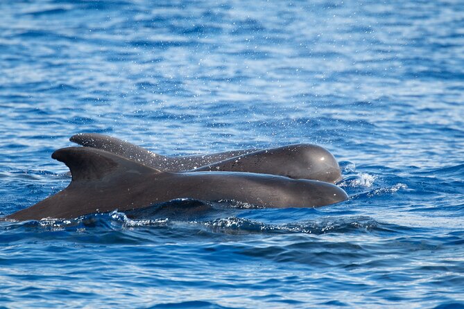 Big Island: Pelagic Whale Watch Tour - Artemis, the 46-foot catamaran