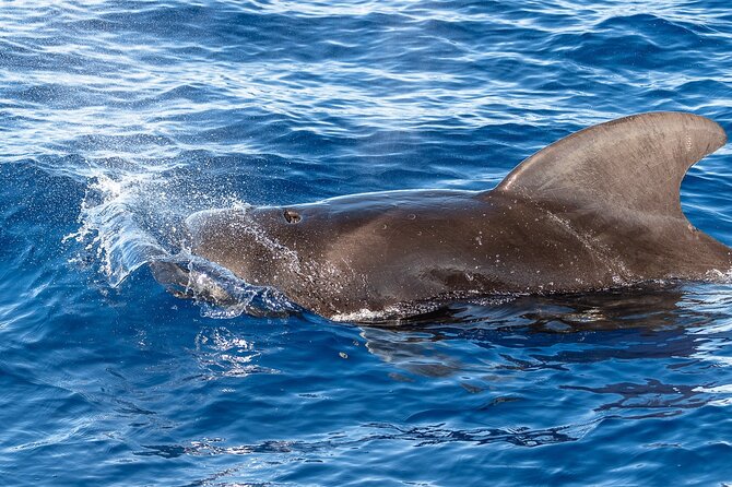 Big Island: Pelagic Whale Watch Tour - The crew and the value of a naturalist