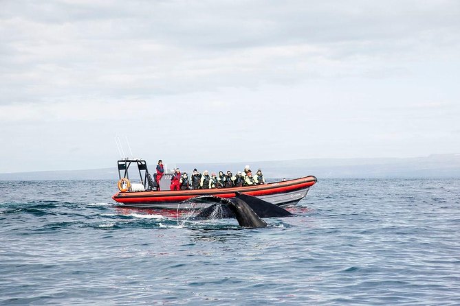 Big Whales & Puffins RIB boat tour from Húsavík - Why the 12-Person RIB Works So Well