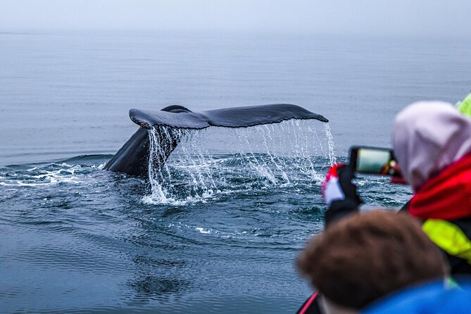 Big Whales & Puffins RIB boat tour from Húsavík - What the Two Hours Feel Like