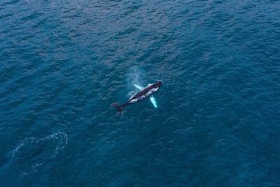 Big Whales & Puffins RIB boat tour from Húsavík