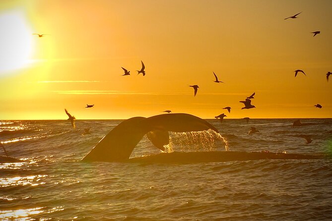Big Whales & Puffins RIB boat tour from Húsavík - What the Price Gets You