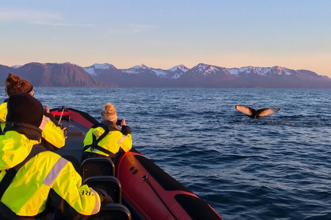 Big Whales & Puffins RIB boat tour from Húsavík - Weather, Safety, and the Rough-Water Question
