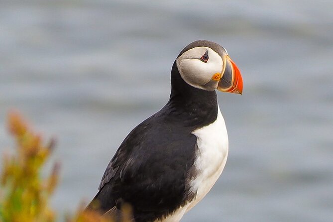 Big Whales & Puffins RIB boat tour from Húsavík - When You Should Book