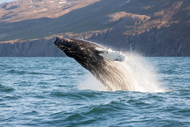 Big Whales & Puffins RIB boat tour from Húsavík - Is This RIB Tour Right for You?