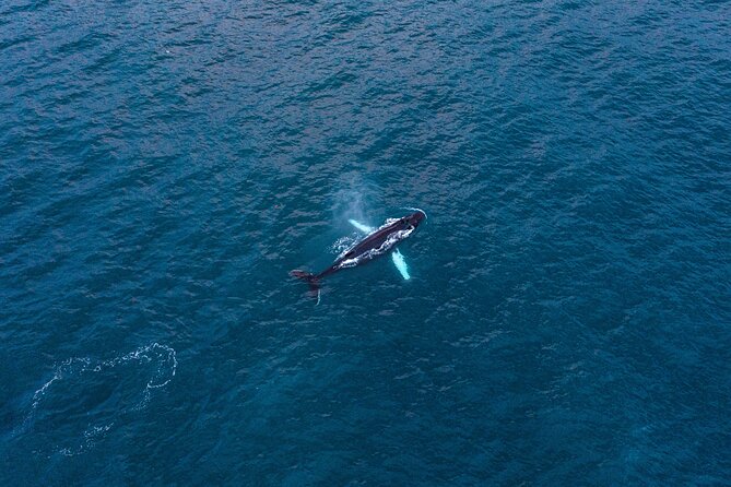 Big Whales & Puffins RIB boat tour from Húsavík - Hunting for Humpbacks and Other Whales