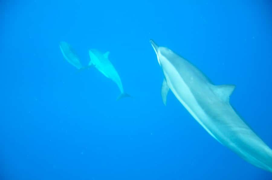 Black River: Dolphin Swim and Whale Watching by Speedboat - Key points before you book