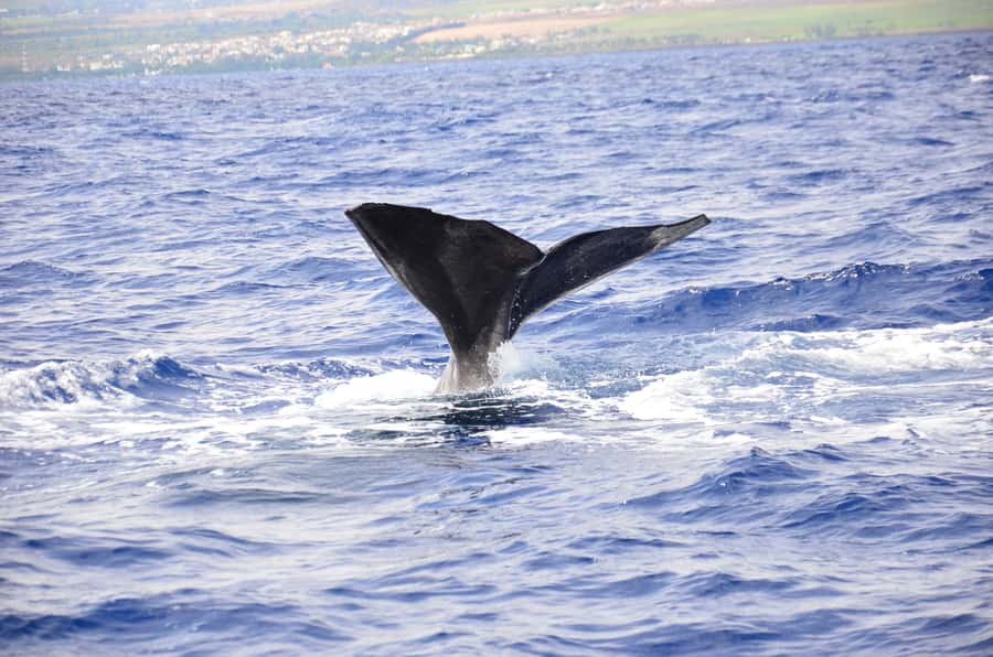 Black River: Dolphin Swim and Whale Watching by Speedboat - Leaving from Black River for the open sea