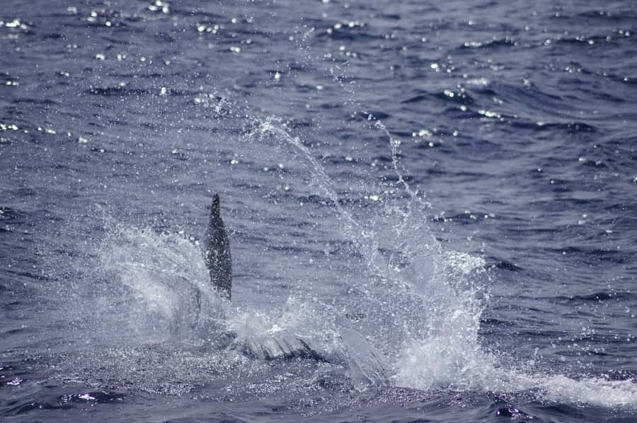 Black River: Dolphin Swim and Whale Watching by Speedboat - Who will enjoy this boat trip most