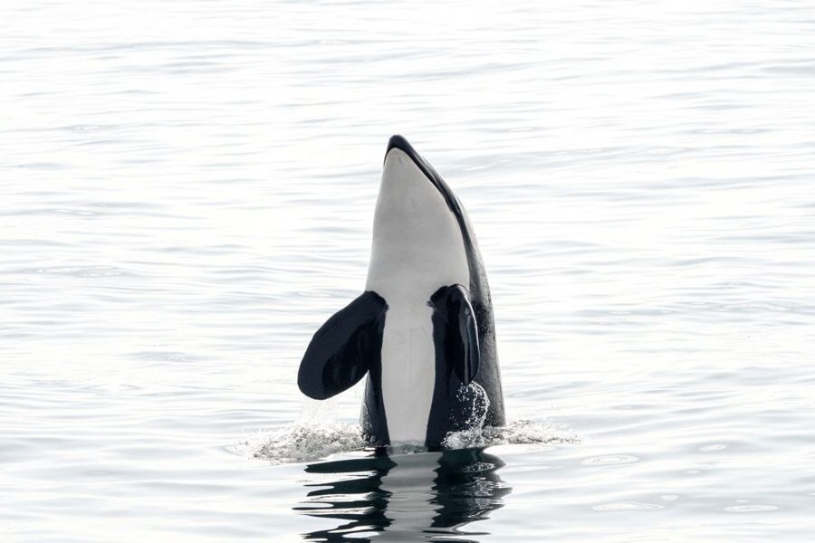 Bleik: Whale Watching by Speedboat with Puffins and Muffins - Key points to know before booking