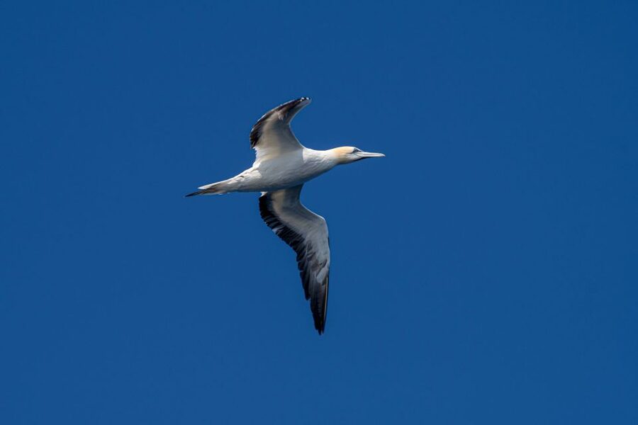Bleik: Whale Watching by Speedboat with Puffins and Muffins - Who should choose this trip?