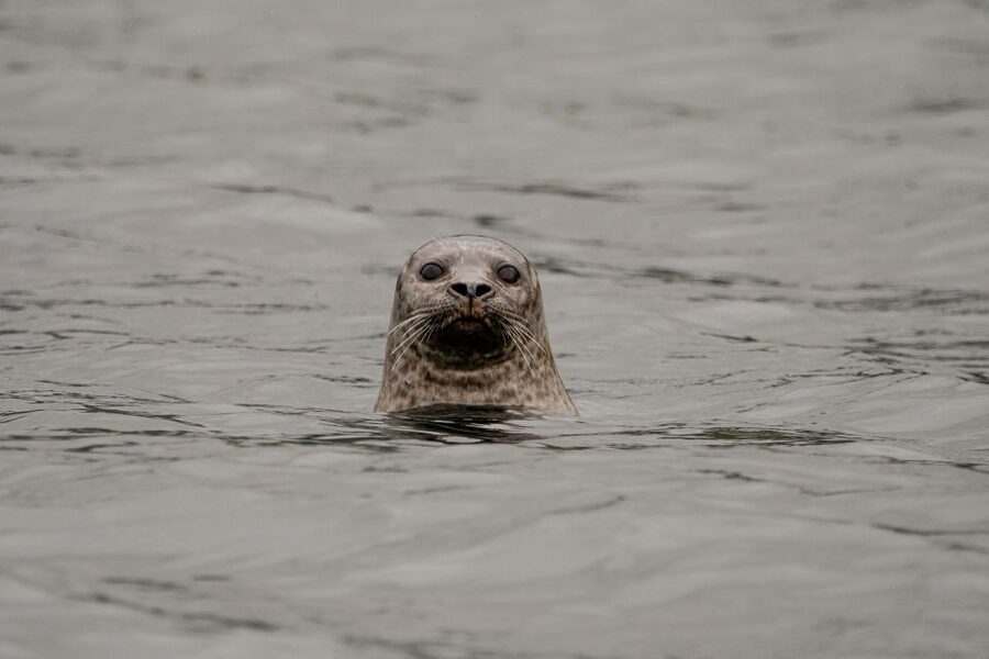 Bleik: Whale Watching by Speedboat with Puffins and Muffins - Why Bleik Canyon is such a good wildlife setting