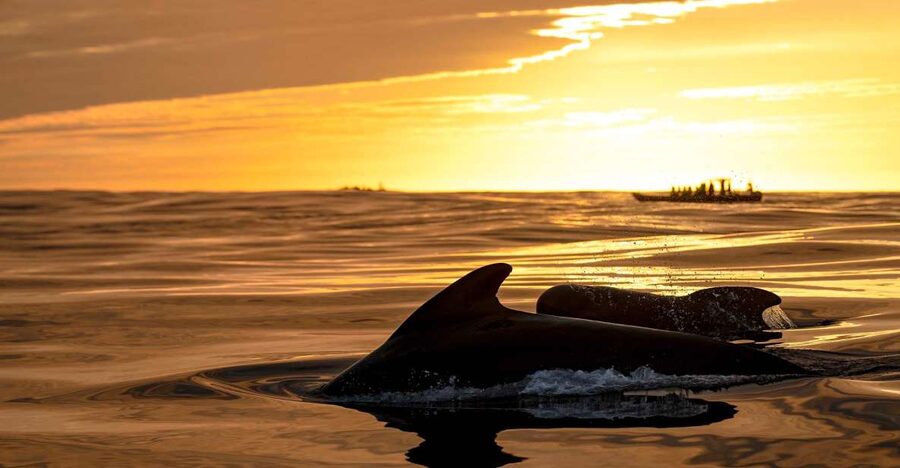 Bleik: Whale Watching by Speedboat with Puffins and Muffins - What the RIB ride feels like